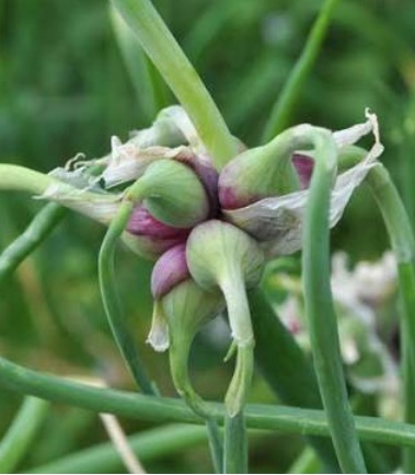 Egyptische ui - Allium cepa var. 'Viviparum'