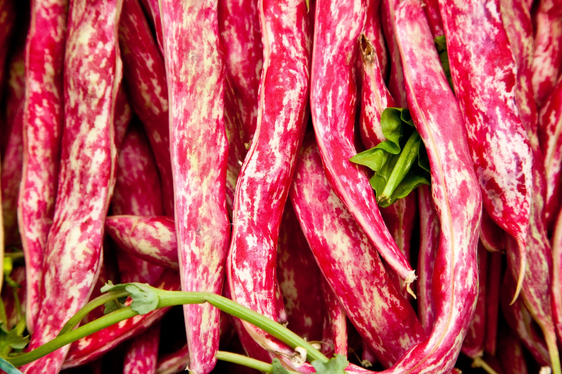 Borlotti bonen
